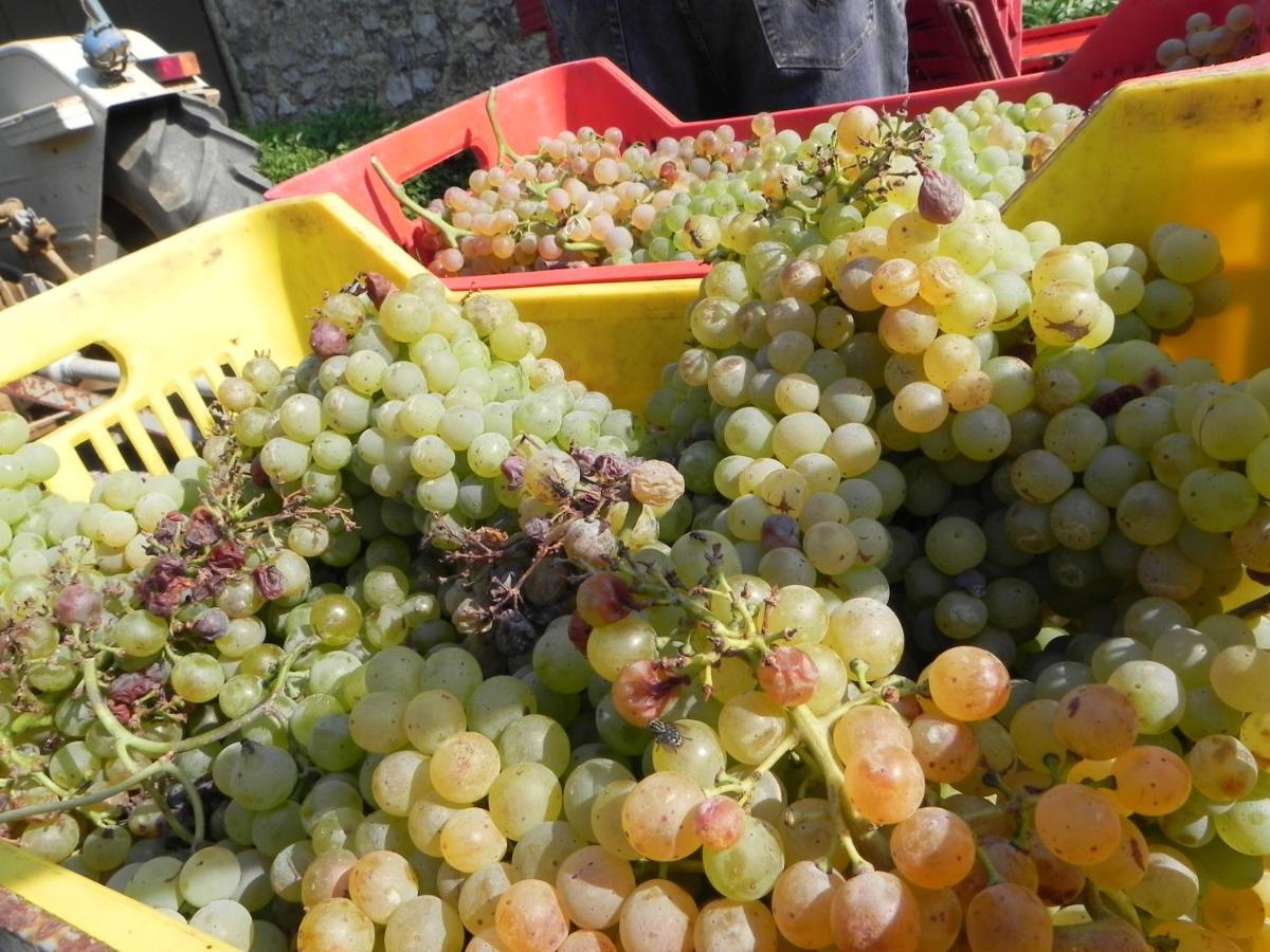 Agriturismo Il Cuscino Nel Pagliaio กัมปีลยา มาริตติมา ภายนอก รูปภาพ